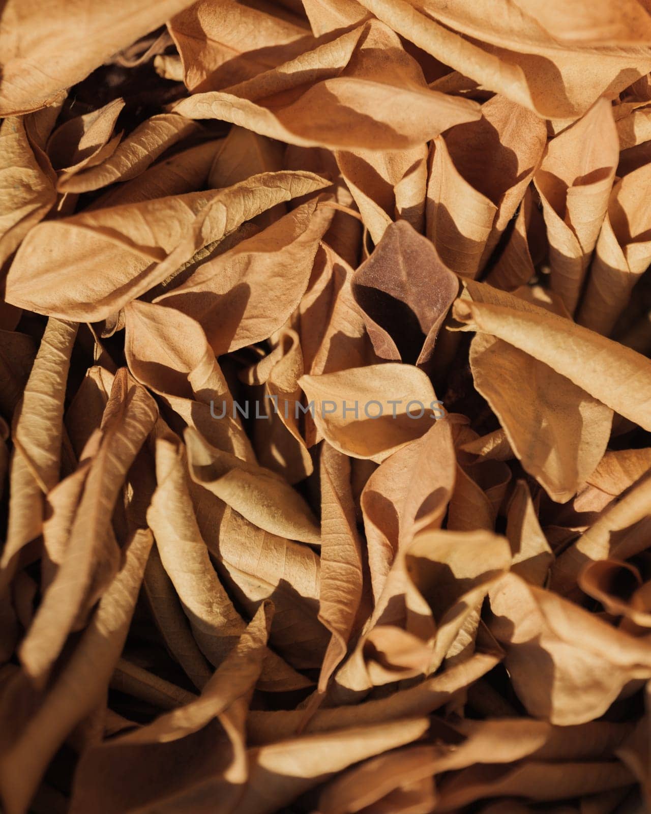 Close-up of a Pile of Dry Brown Leaves Illuminated by Sunlight by apavlin