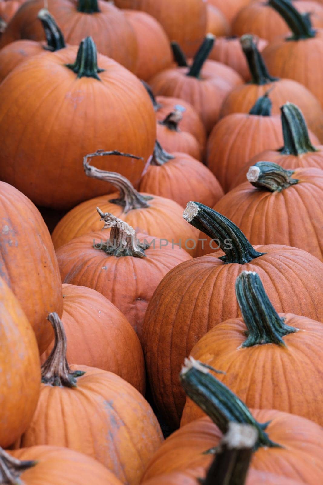 A Heap Of Pumpkins Ready For Purchase At A Market For Halloween