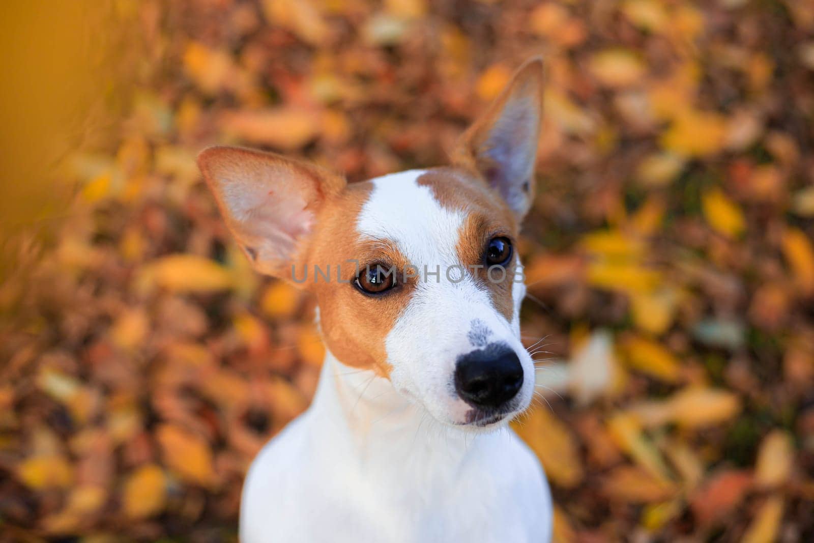 Portrait of a Jack Russell dog. The cute dog is young . photos for notebooks . a pet by alenka2194