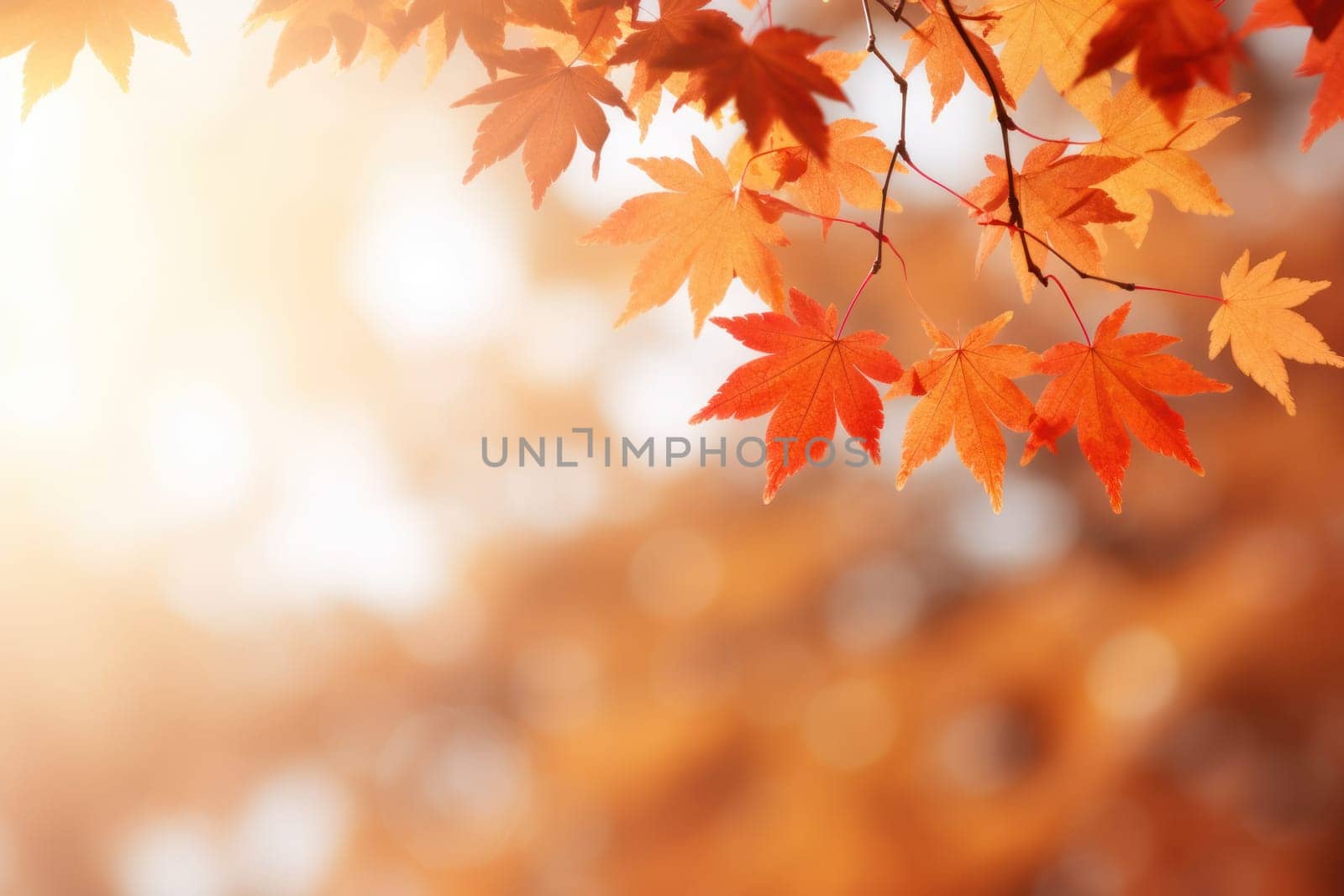 Beautiful autumn season leaf sunlight.