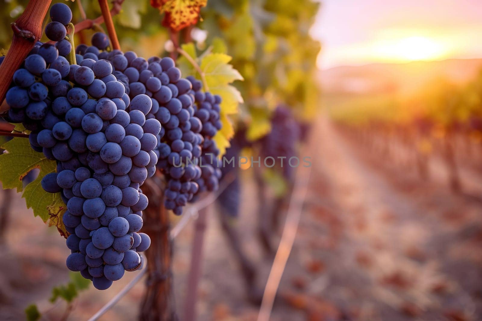 a bunch of grapes hanging from a vine in a vineyard. generative ai.