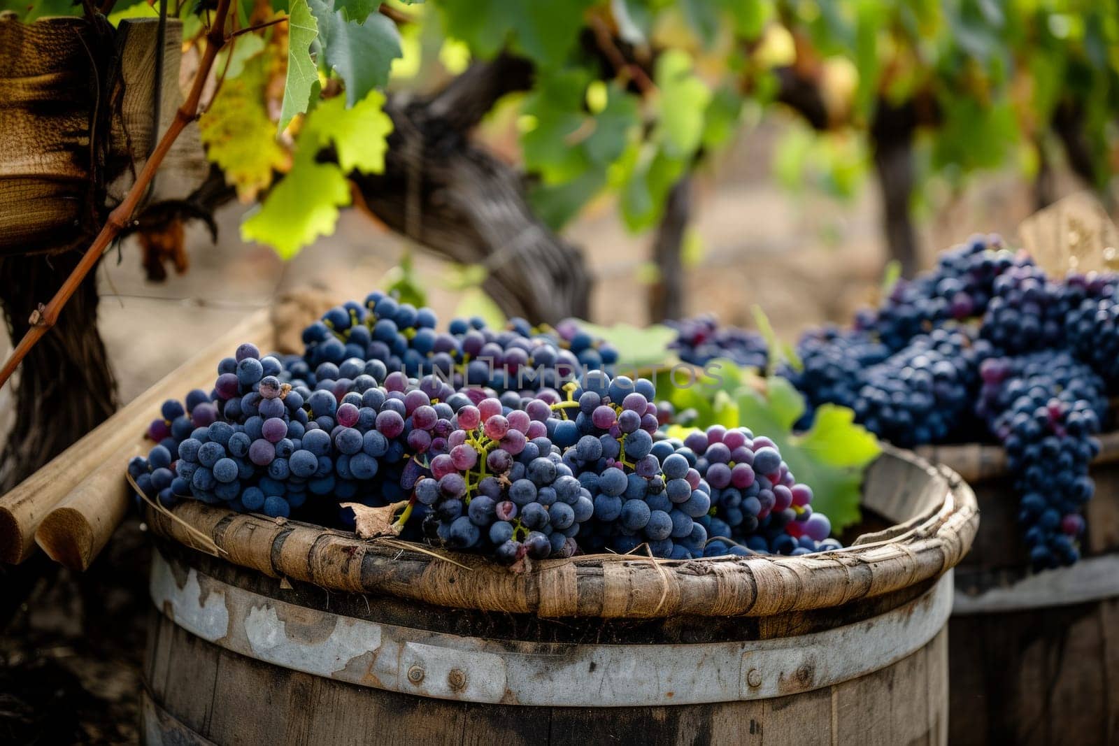 a bunch of grapes hanging from a vine in a vineyard. generative ai.