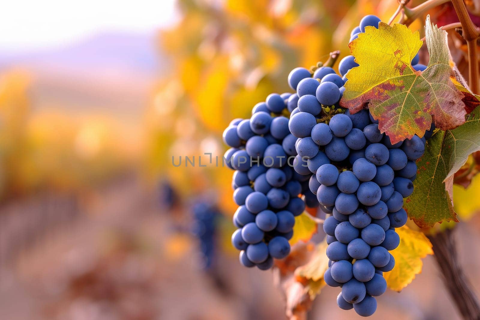 a bunch of grapes hanging from a vine in a vineyard. generative ai.