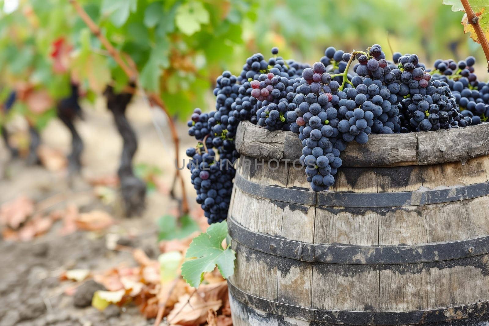 a bunch of grapes hanging from a vine in a vineyard. generative ai.