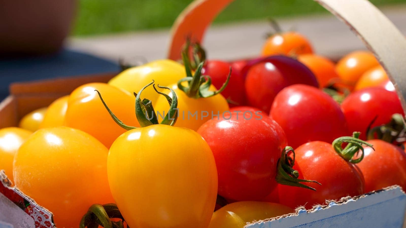 Red and yellow cherry tomatoes in basket picked up at farm. Bio tomatoes freshly picked