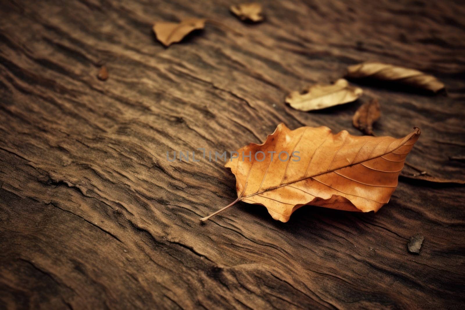 Beautiful autumn season leaf sunlight.