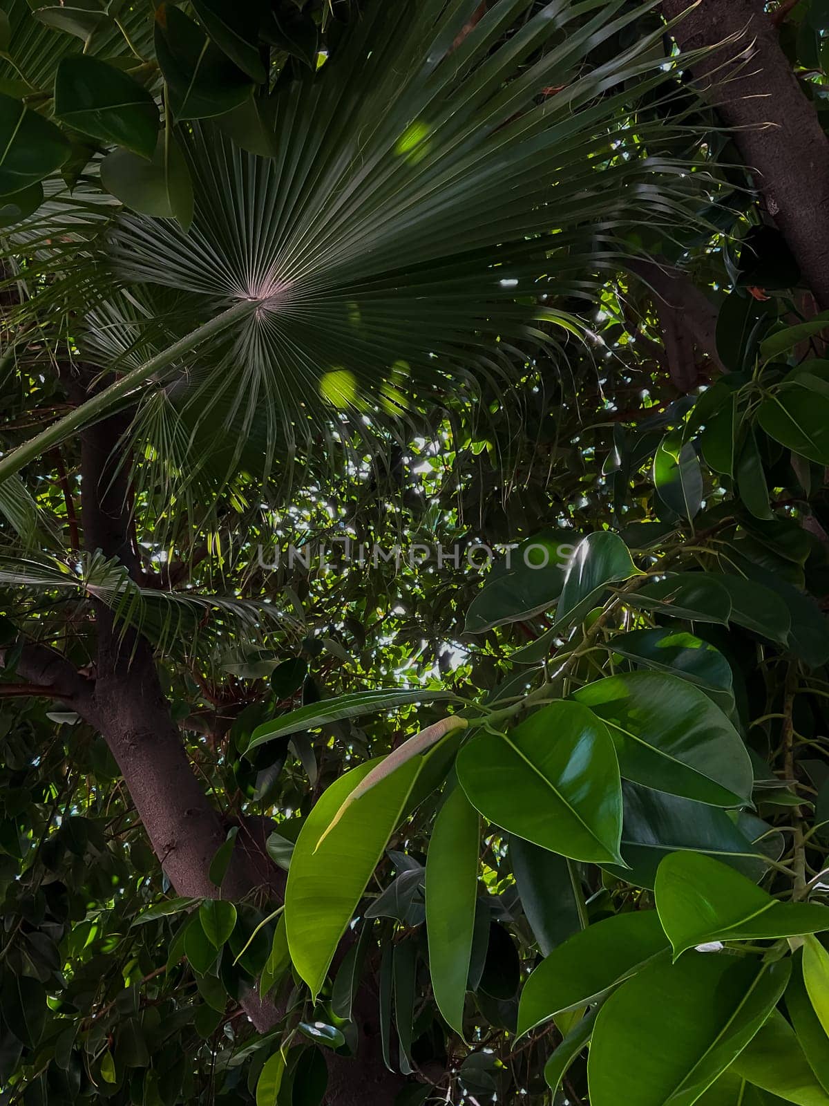 Ficus tree with young green leaves. Natural tropical tree background. High quality photo