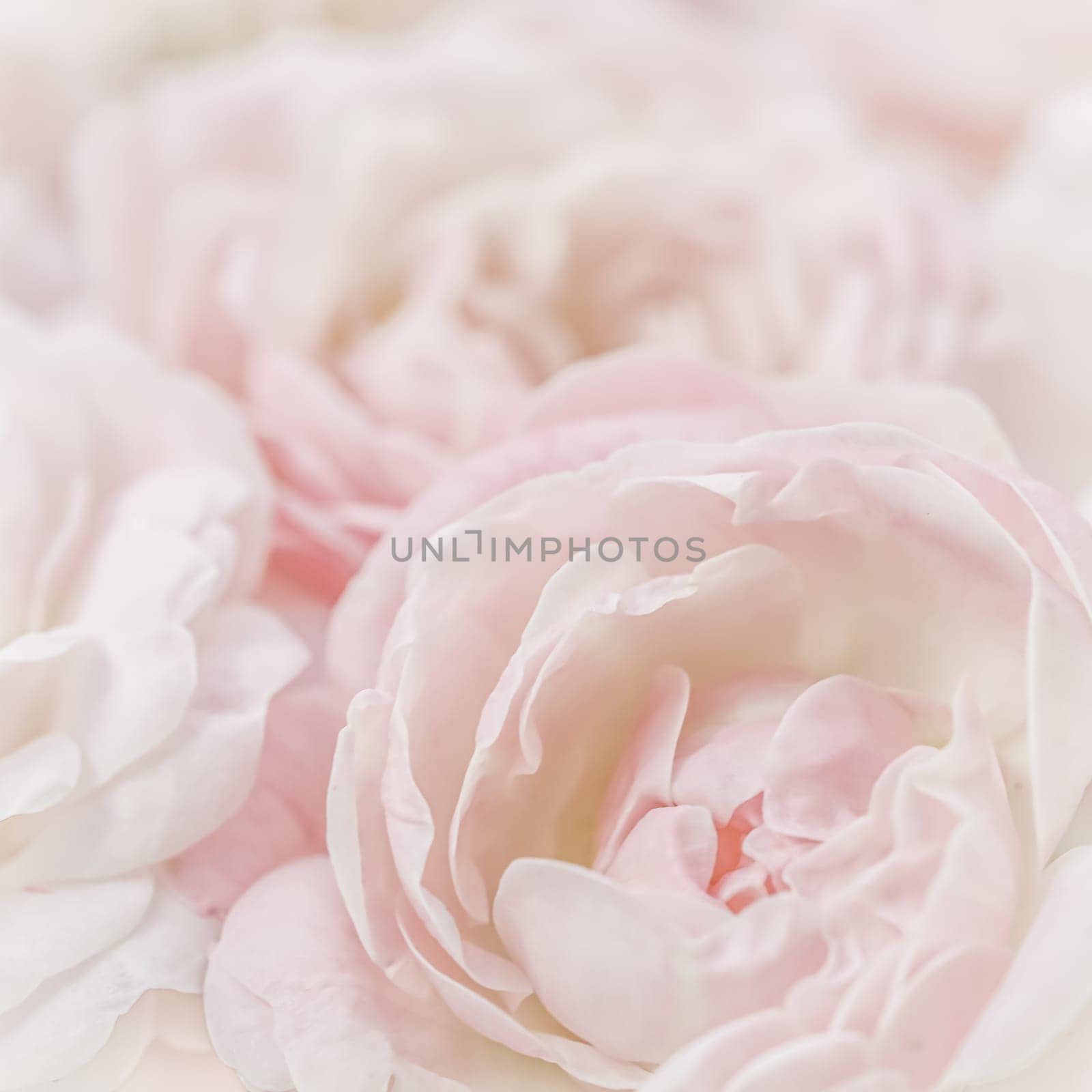 White rose flower petals. Macro flowers backdrop for holiday design. Abstract floral background. Soft focus.