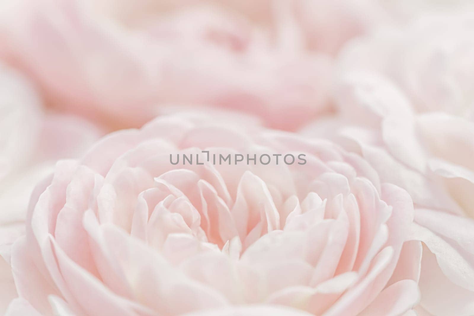 White rose flower petals. Macro flowers backdrop for holiday design. Abstract floral background. Soft focus.