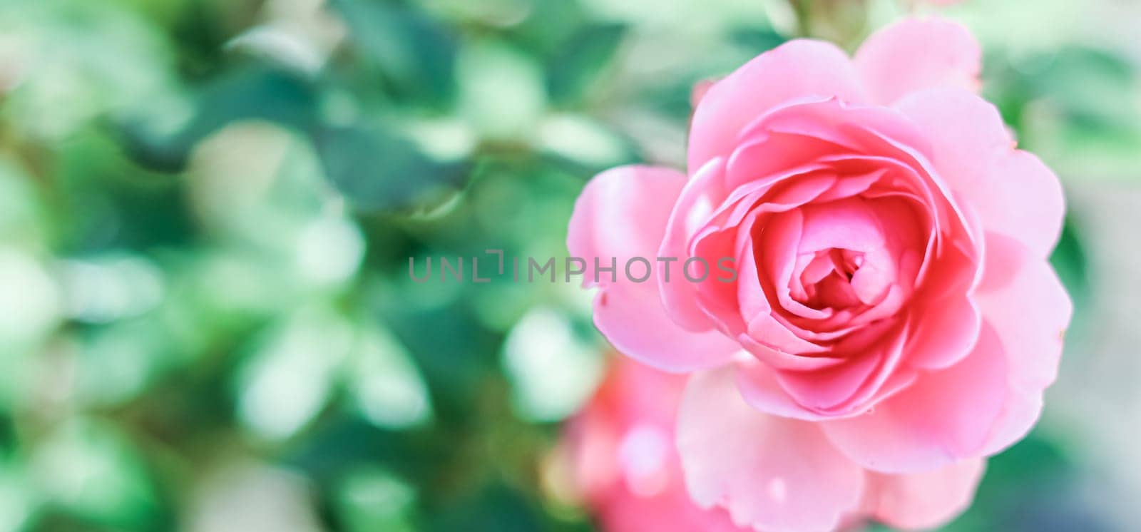 Pink rose Bonica on blurred green background. Soft focus by Olayola