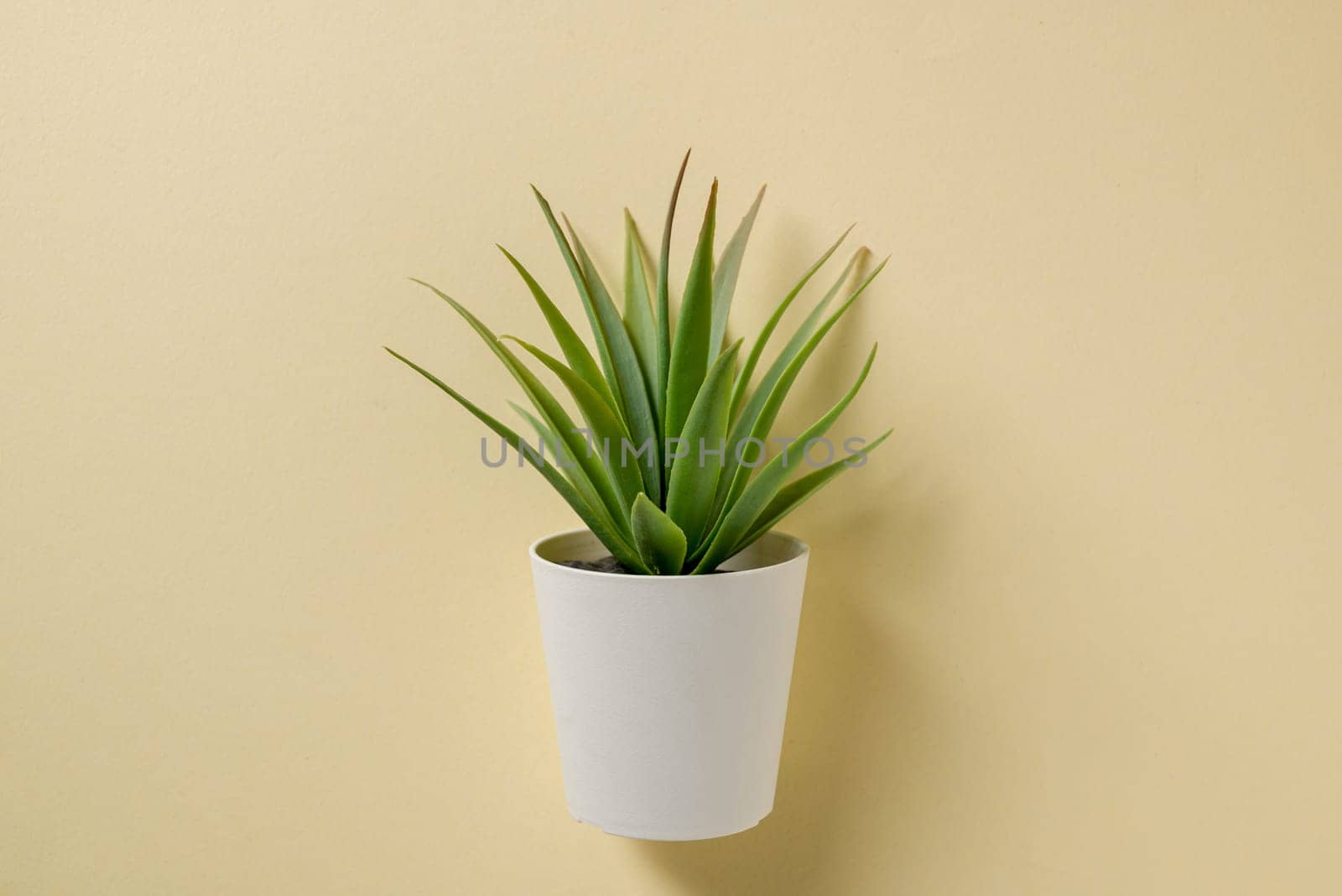 Artificial cactus plant or plastic or fake tree on yellow background by Sonat