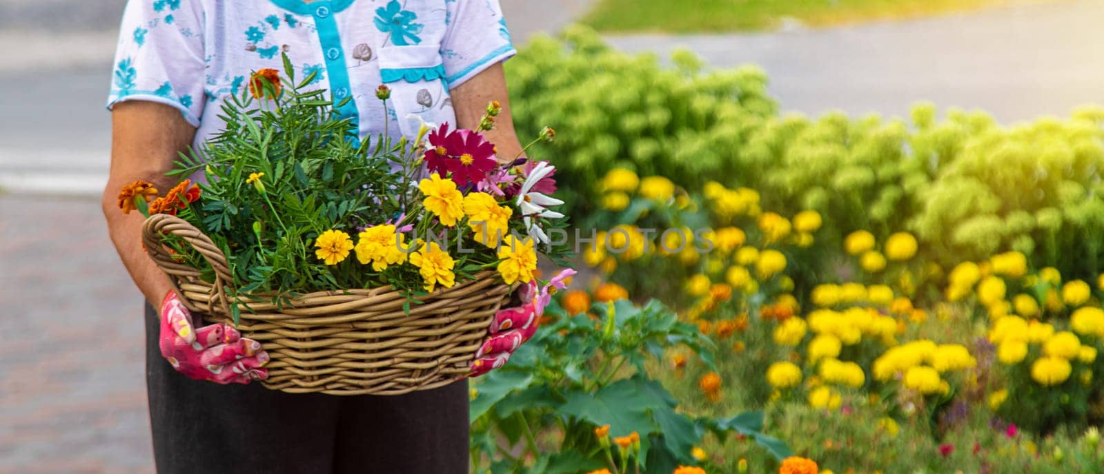 An elderly woman plants flowers in the garden. Selective focus. nature.