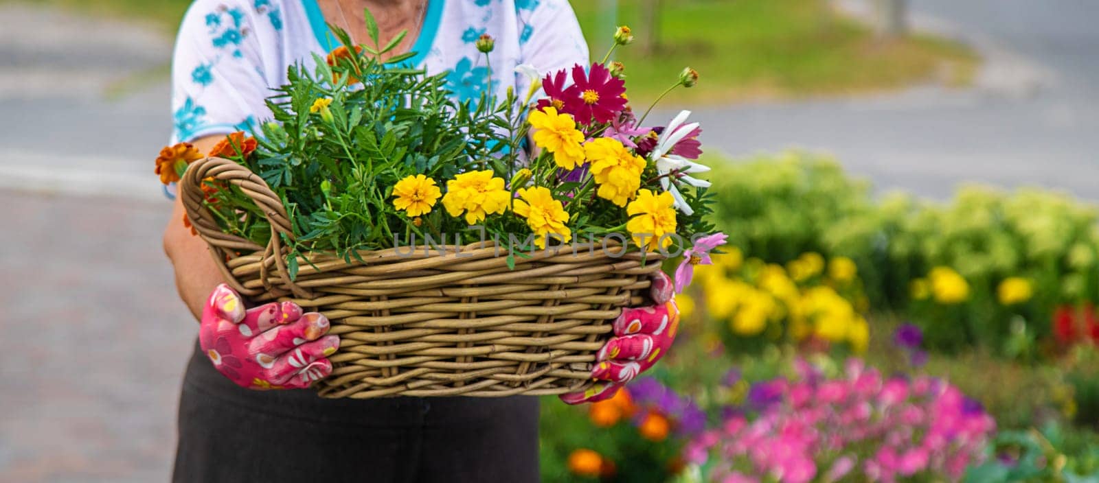 An elderly woman plants flowers in the garden. Selective focus. nature.