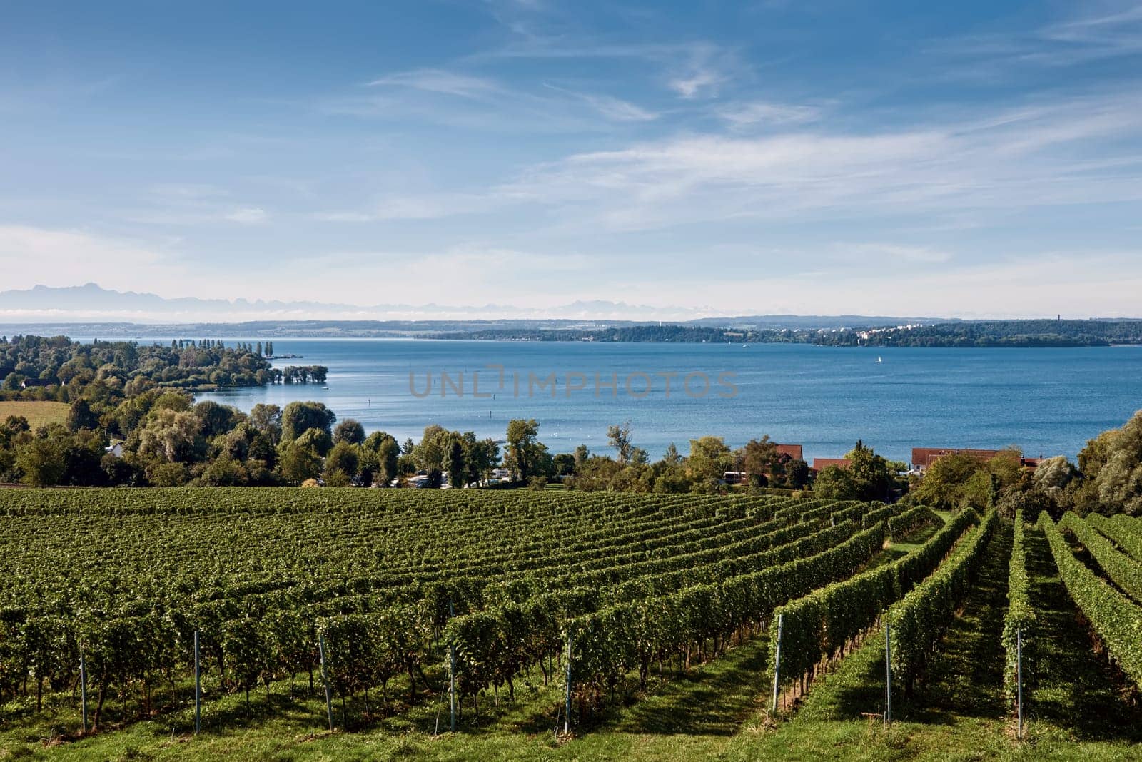 Bodensee Panorama: Alps on the Horizon, Vineyards, and Pastoral Beauty. Alpine Horizon: Bodensee, Vineyards, and Quaint Villages in the German Countryside. Vineyard Vistas: Bodensee, Alpine Peaks, and the Rural Charm of German Agriculture. Rural Tranquility: Bodensee Overlooking Pastures, Vineyards, and Traditional Villages,