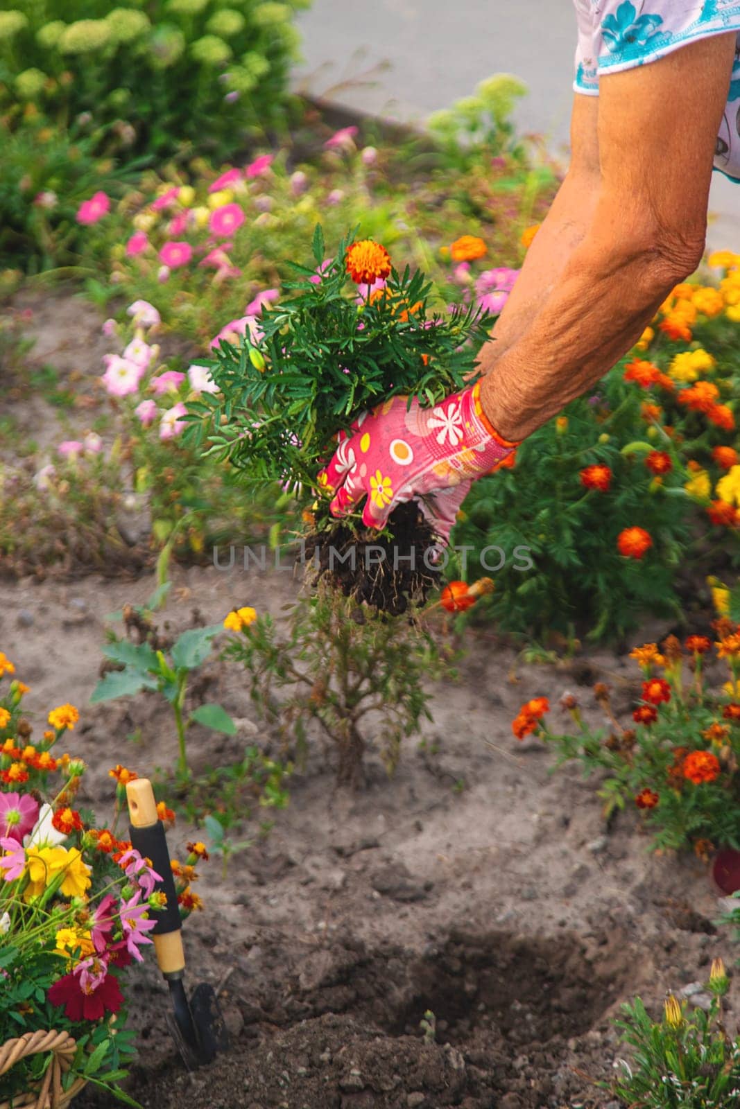 An elderly woman plants flowers in the garden. Selective focus. by yanadjana