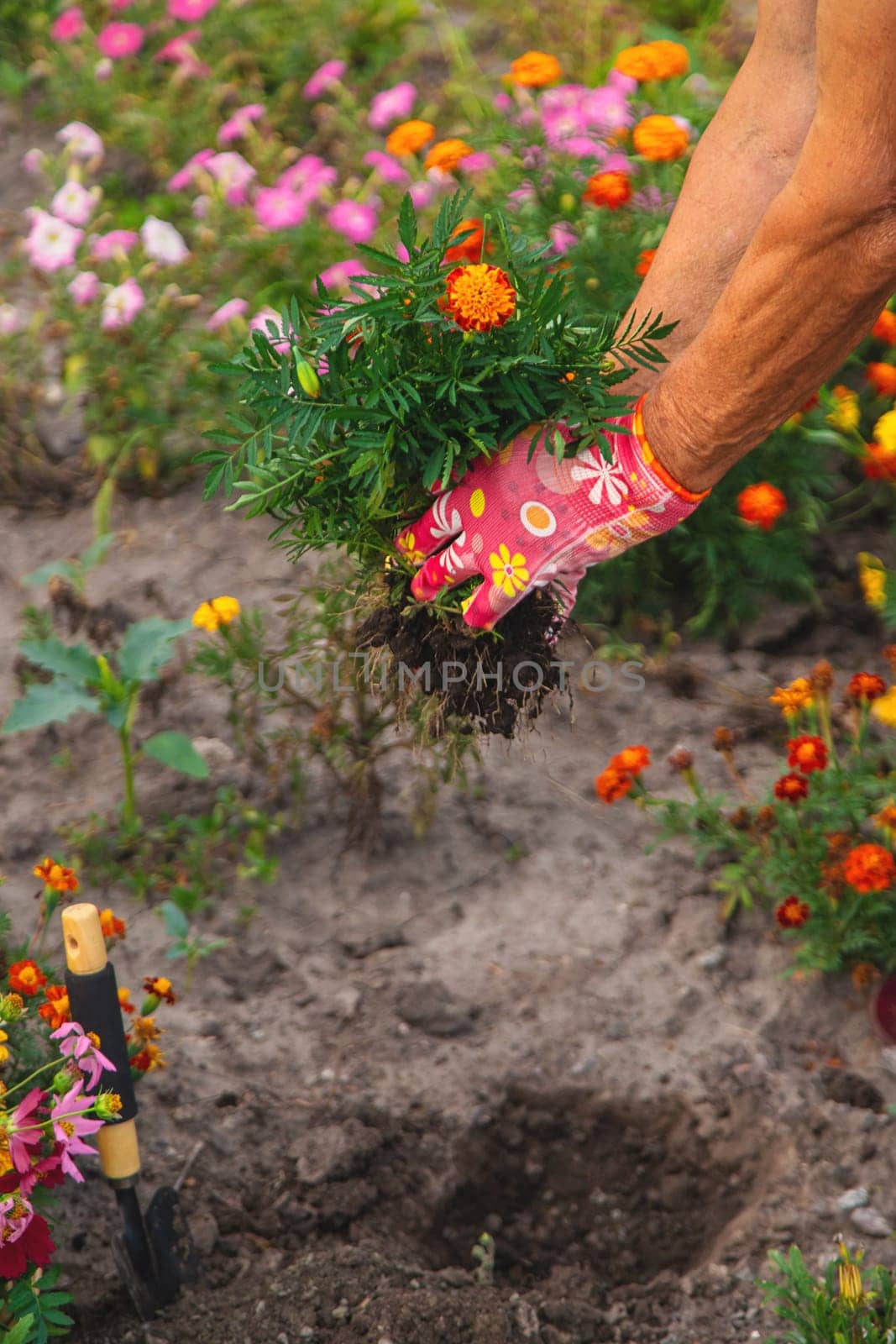 An elderly woman plants flowers in the garden. Selective focus. nature.