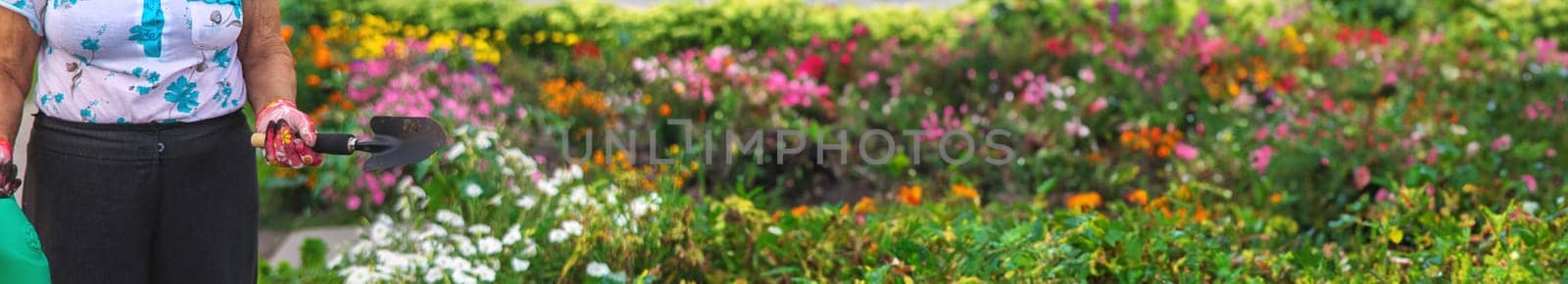 An elderly woman plants flowers in the garden. Selective focus. nature.