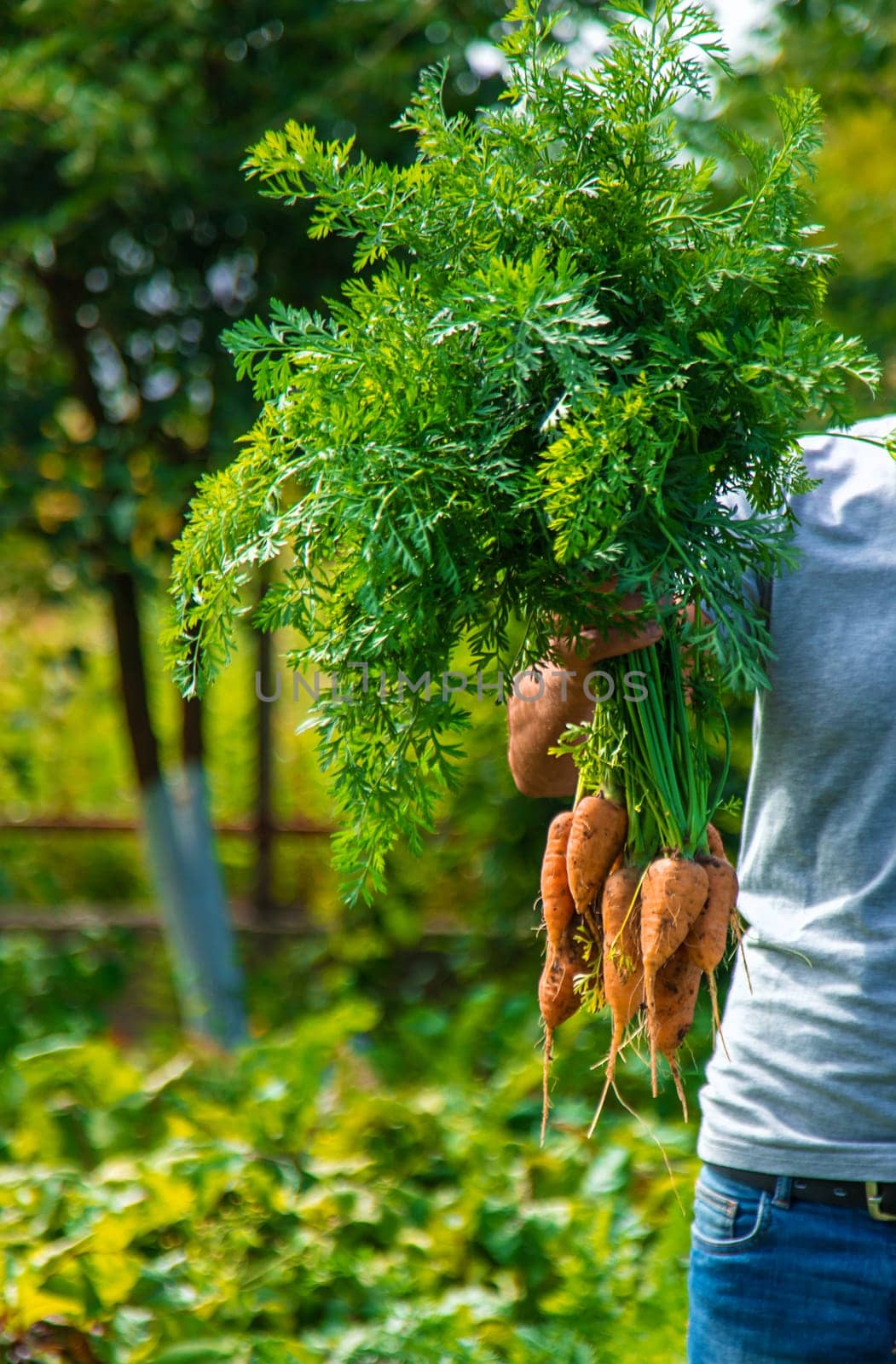 A farmer harvests carrots and beets in the garden. Selective focus. Food.