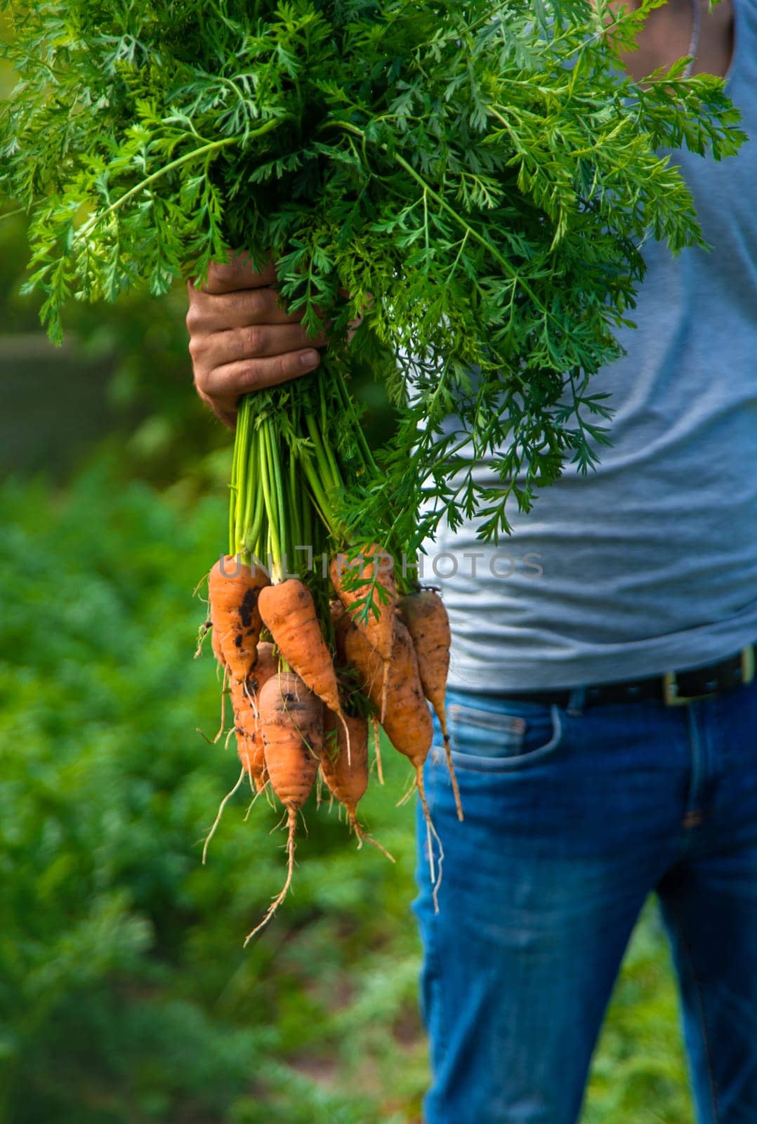 A farmer harvests carrots and beets in the garden. Selective focus. Food.