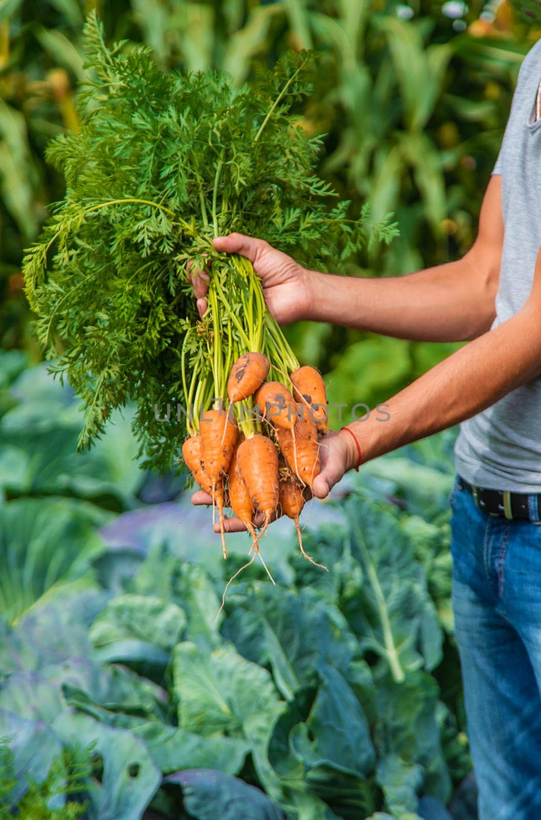 A farmer harvests carrots and beets in the garden. Selective focus. by yanadjana