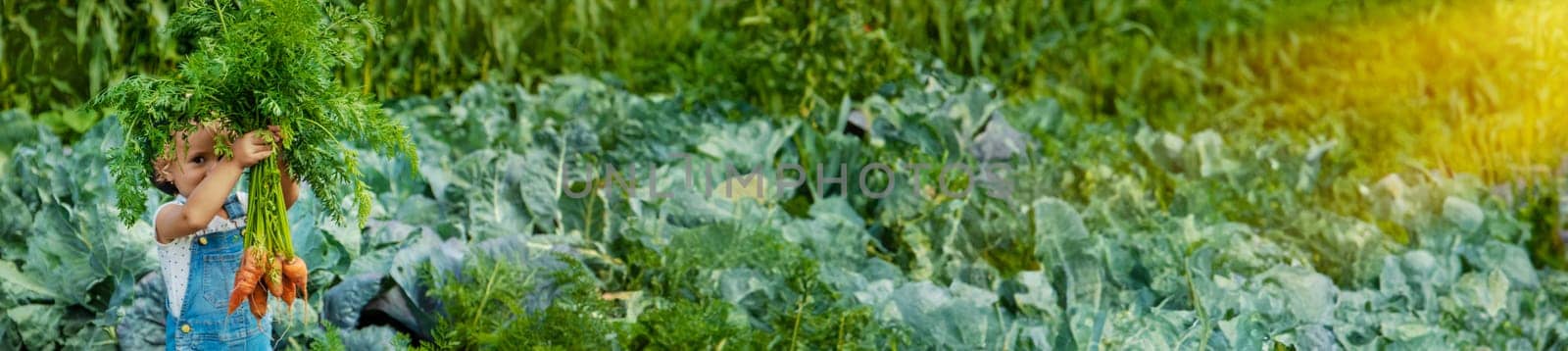 A child harvests carrots and beets in the garden. Selective focus. Nature.