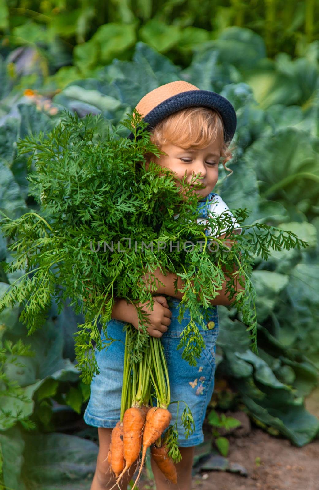 A child harvests carrots and beets in the garden. Selective focus. Nature.