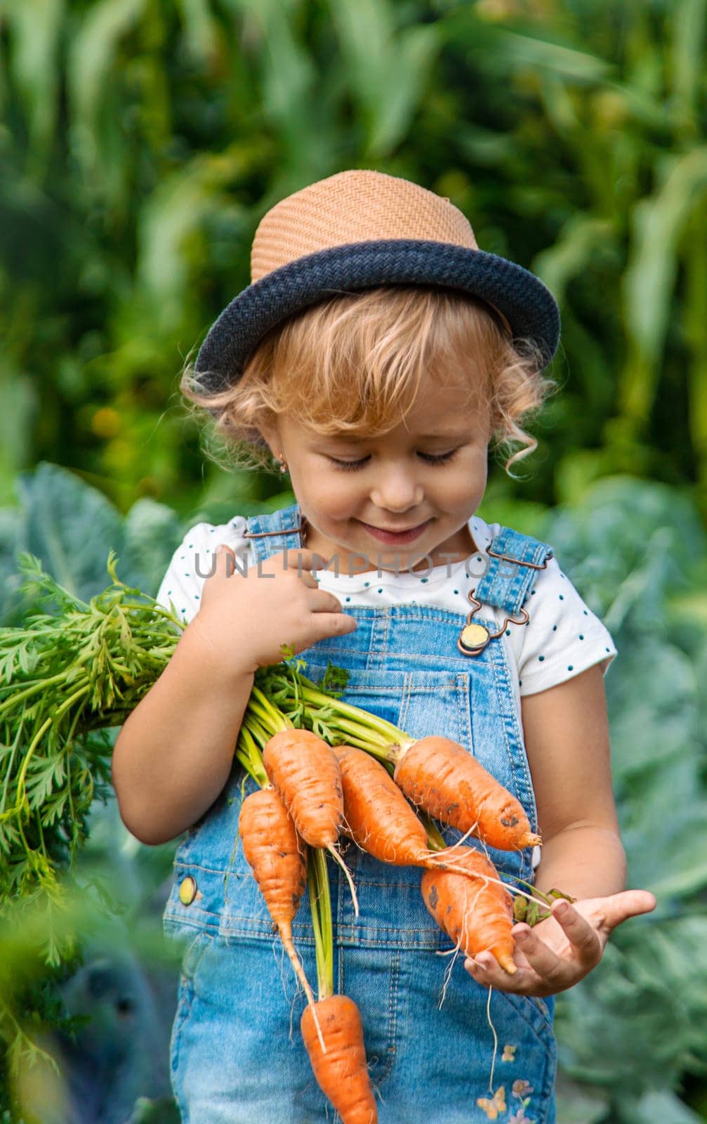 A child harvests carrots and beets in the garden. Selective focus. Nature.