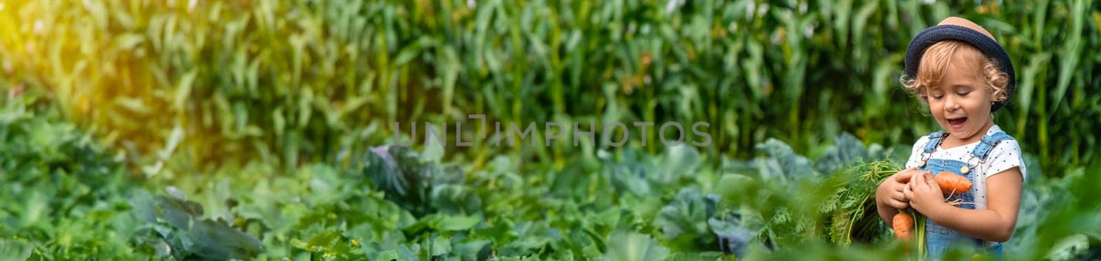 A child harvests carrots and beets in the garden. Selective focus. by yanadjana