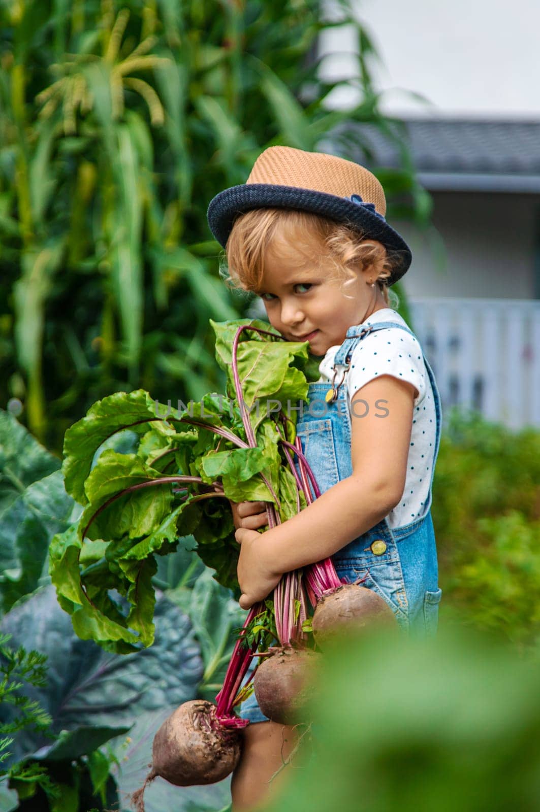 A child harvests carrots and beets in the garden. Selective focus. Nature.