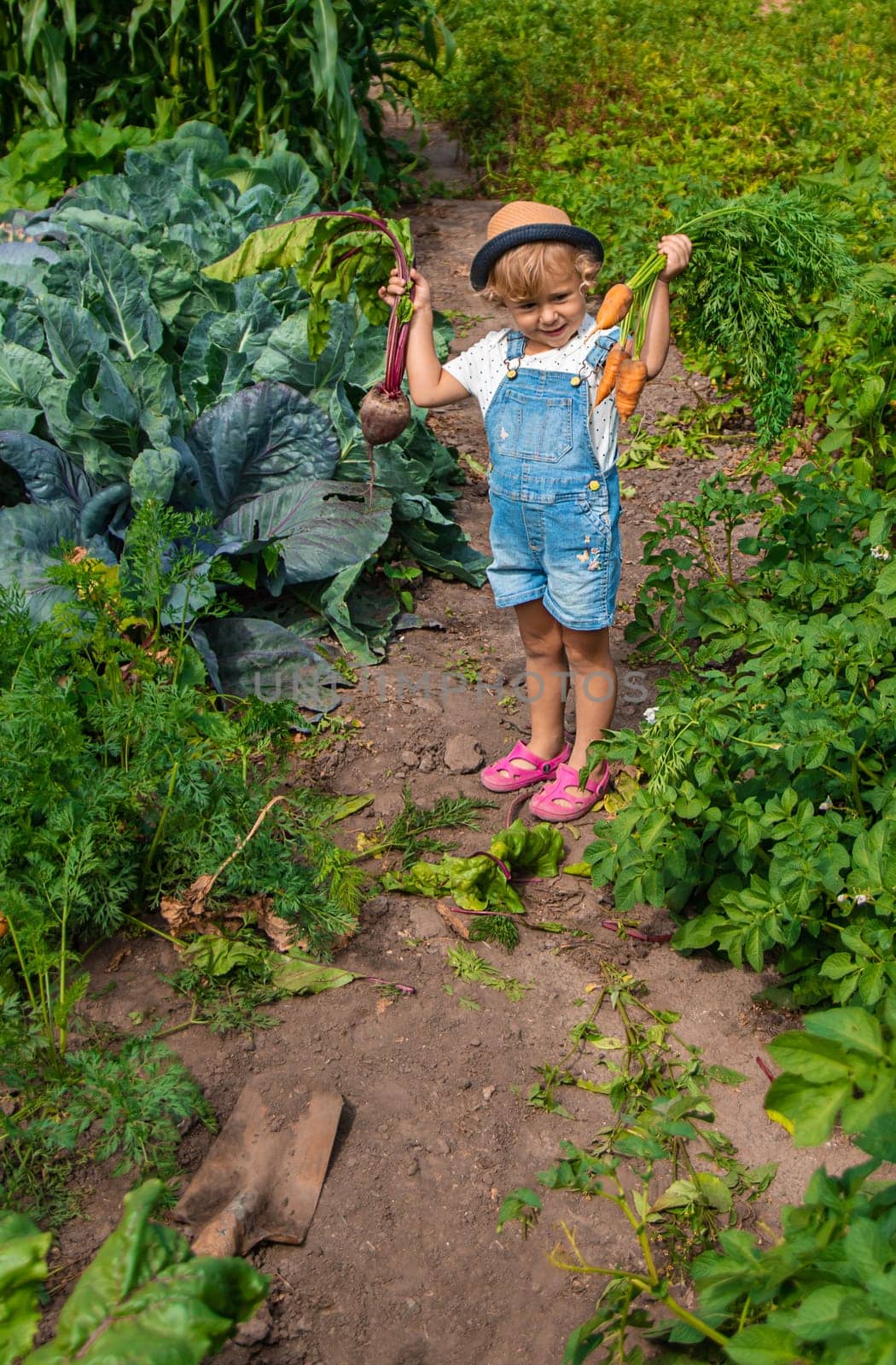 A child harvests carrots and beets in the garden. Selective focus. by yanadjana