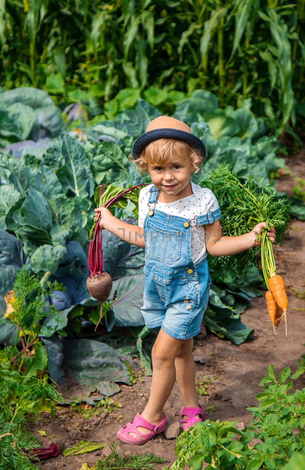 A child harvests carrots and beets in the garden. Selective focus. Nature.