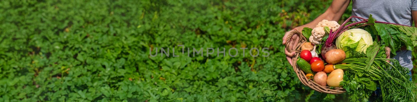 A man farmer harvests vegetables in the garden. Selective focus. Food.