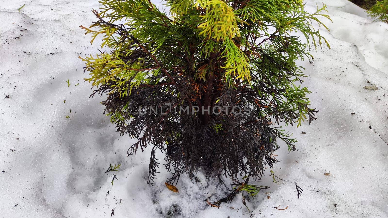 Little sick thuja cypress. Evergreen tree in the yard in early spring or winter with dead black branches. Plants in the garden after winter