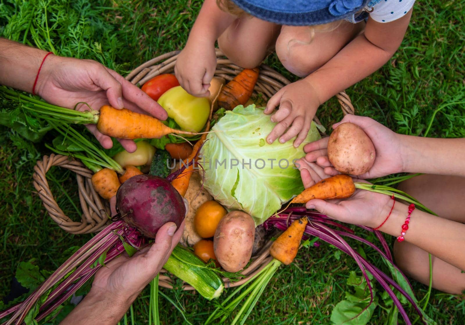 A family harvests vegetables in the garden. Selective focus. by yanadjana