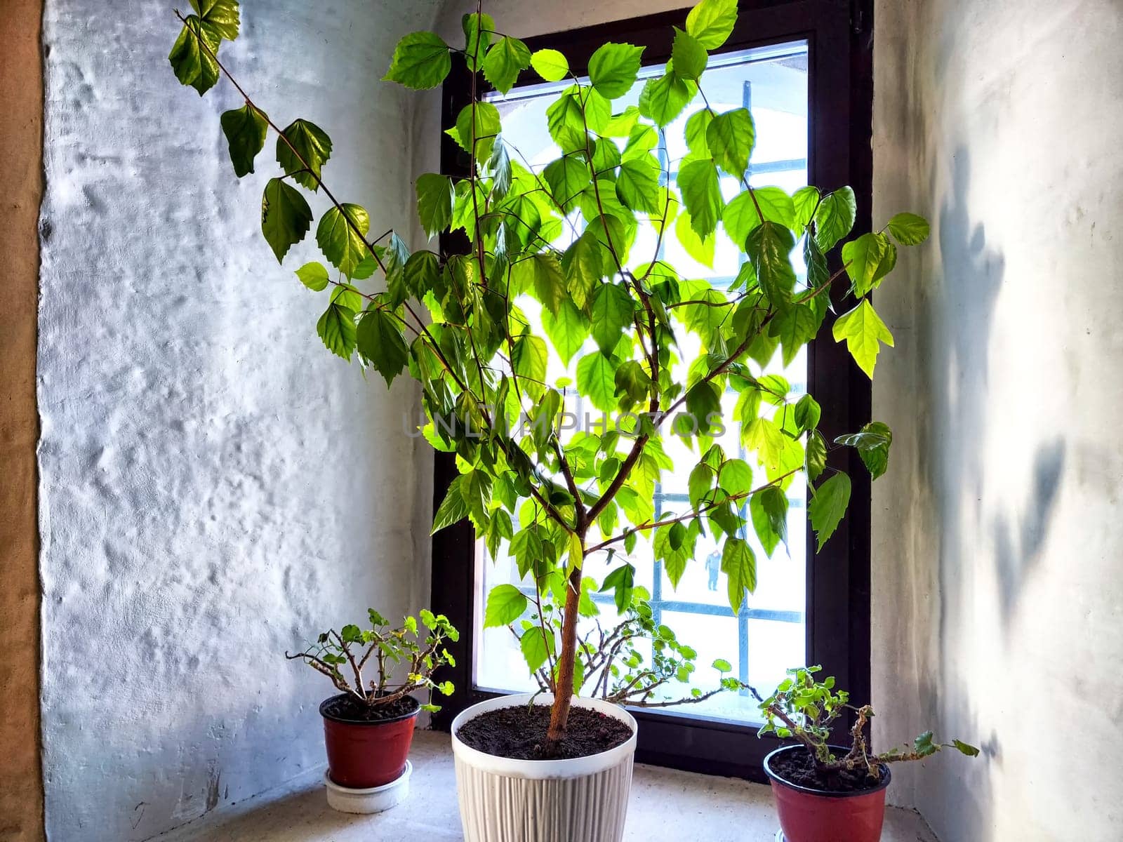 Indoor plant ficus benjamin on windowsill. Cissus, Birch, maple. Domestic plant. Close-up, selective focus