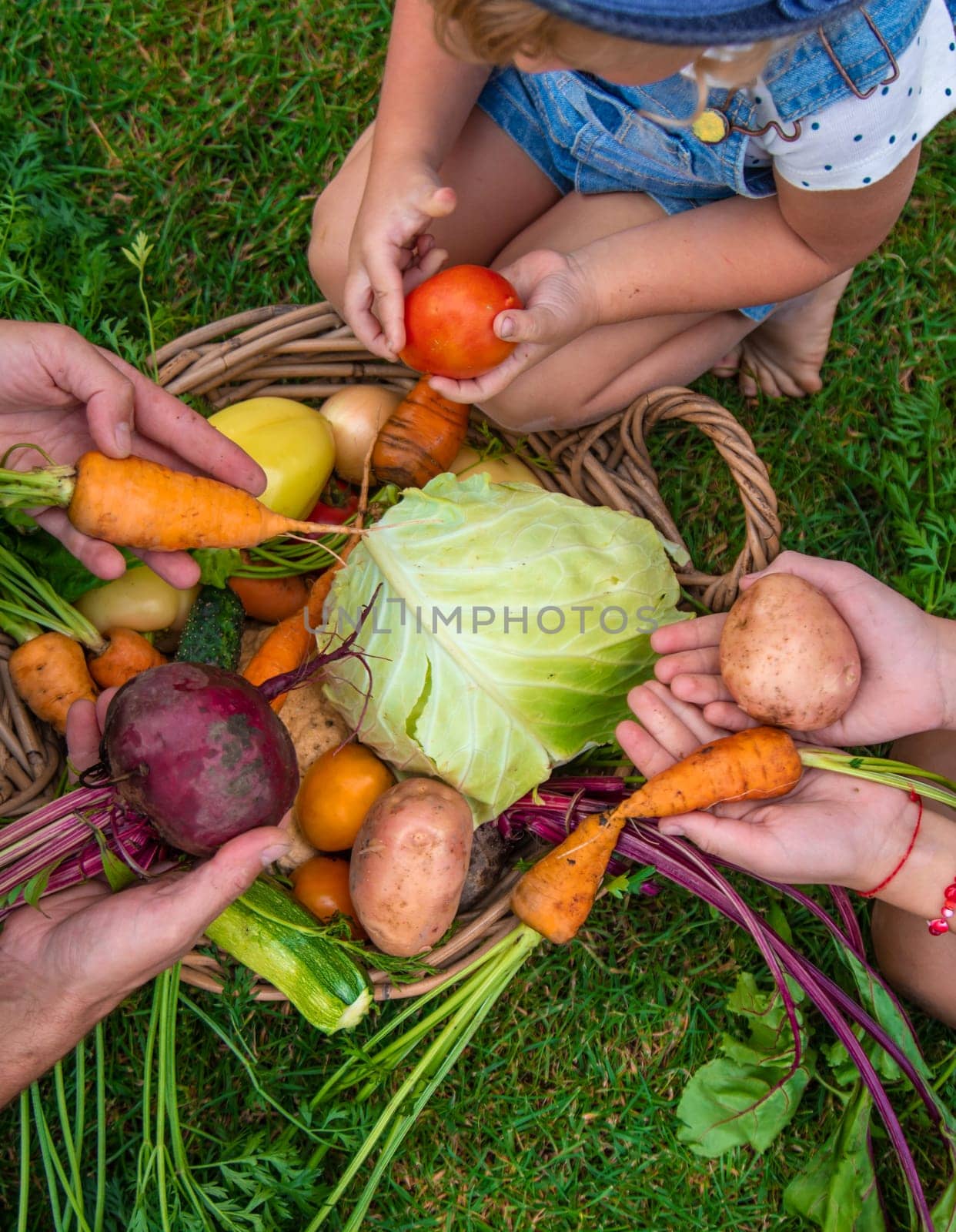 A family harvests vegetables in the garden. Selective focus. Food.