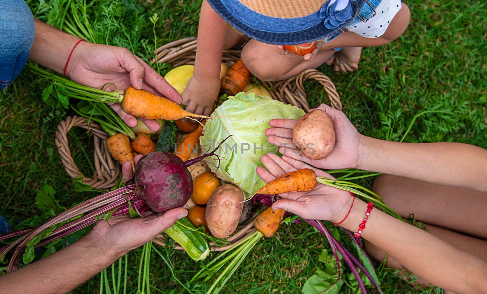 A family harvests vegetables in the garden. Selective focus. by yanadjana