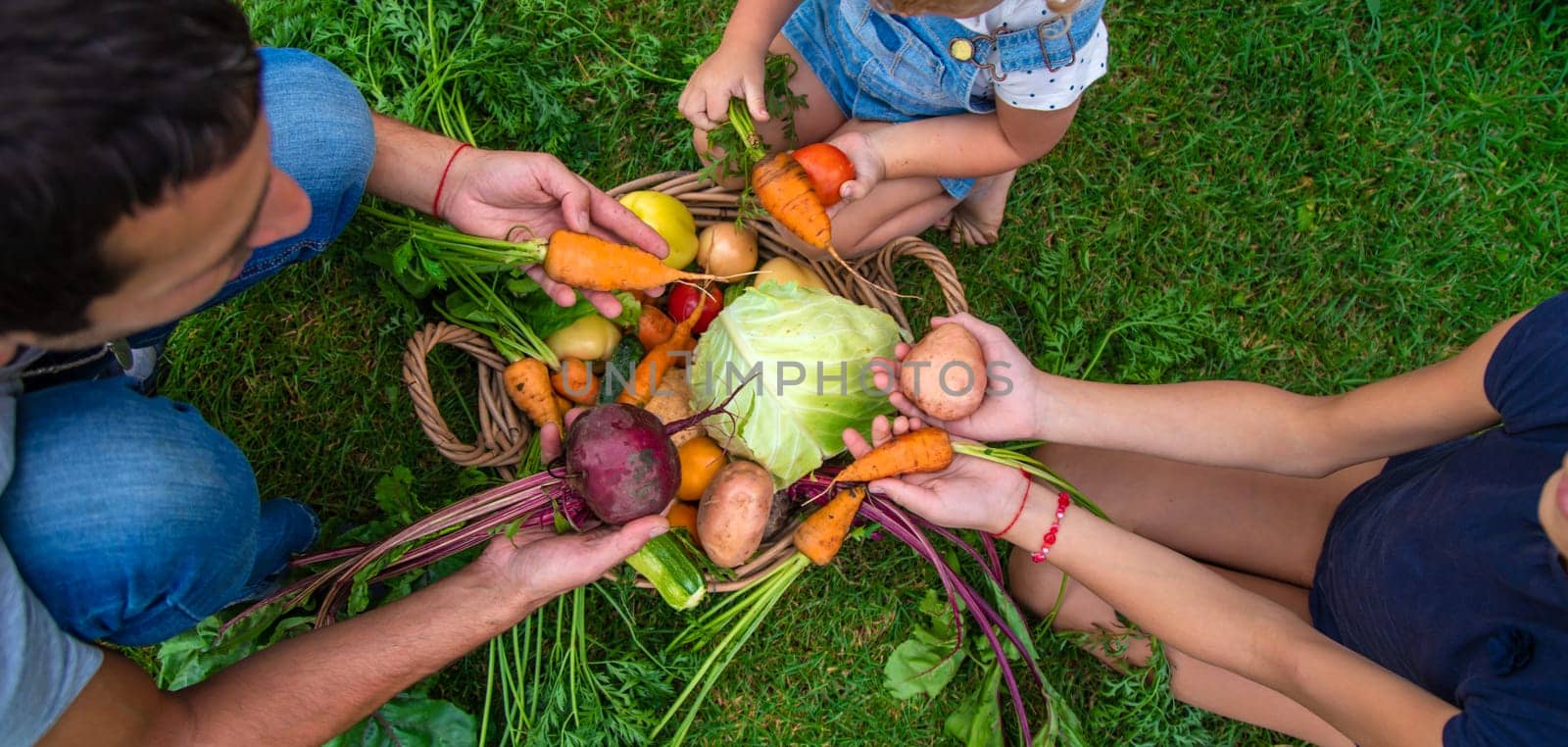 A family harvests vegetables in the garden. Selective focus. Food.