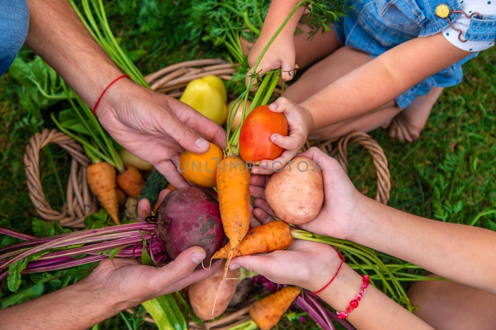 A family harvests vegetables in the garden. Selective focus. by yanadjana