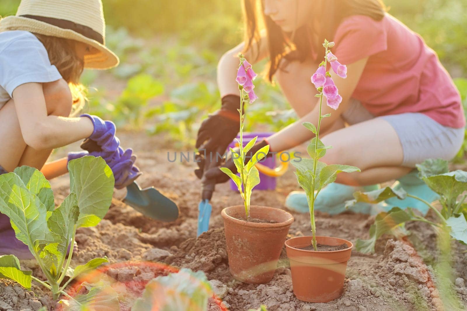 Flowering plant in pot, children two girls with garden shovels bucket planting flower in ground out of focus