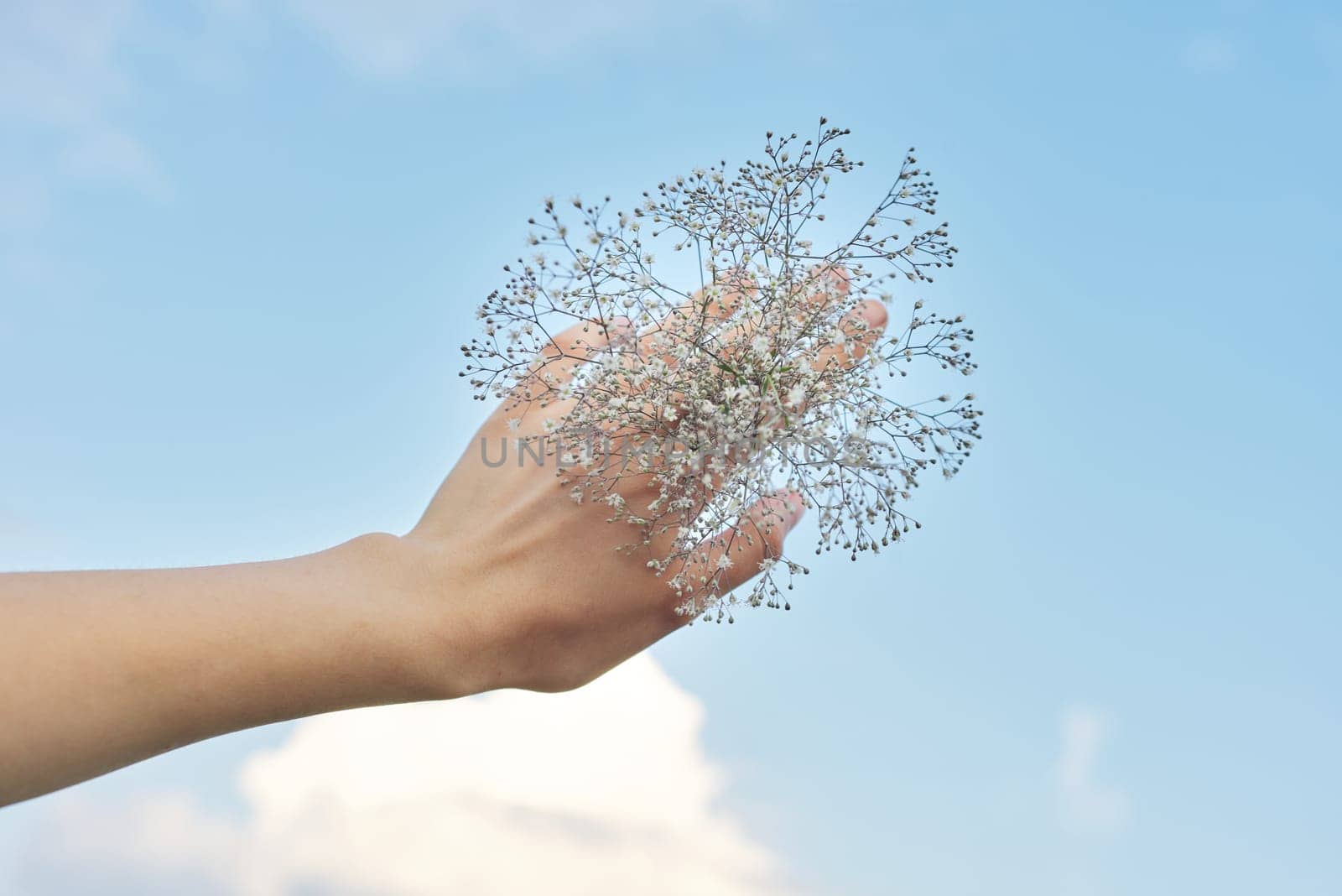 Female hand holding branch of flowering plant, background blue sky in clouds. Tenderness, fashion, beauty, natural floral herbal cosmetics for skin, copy space