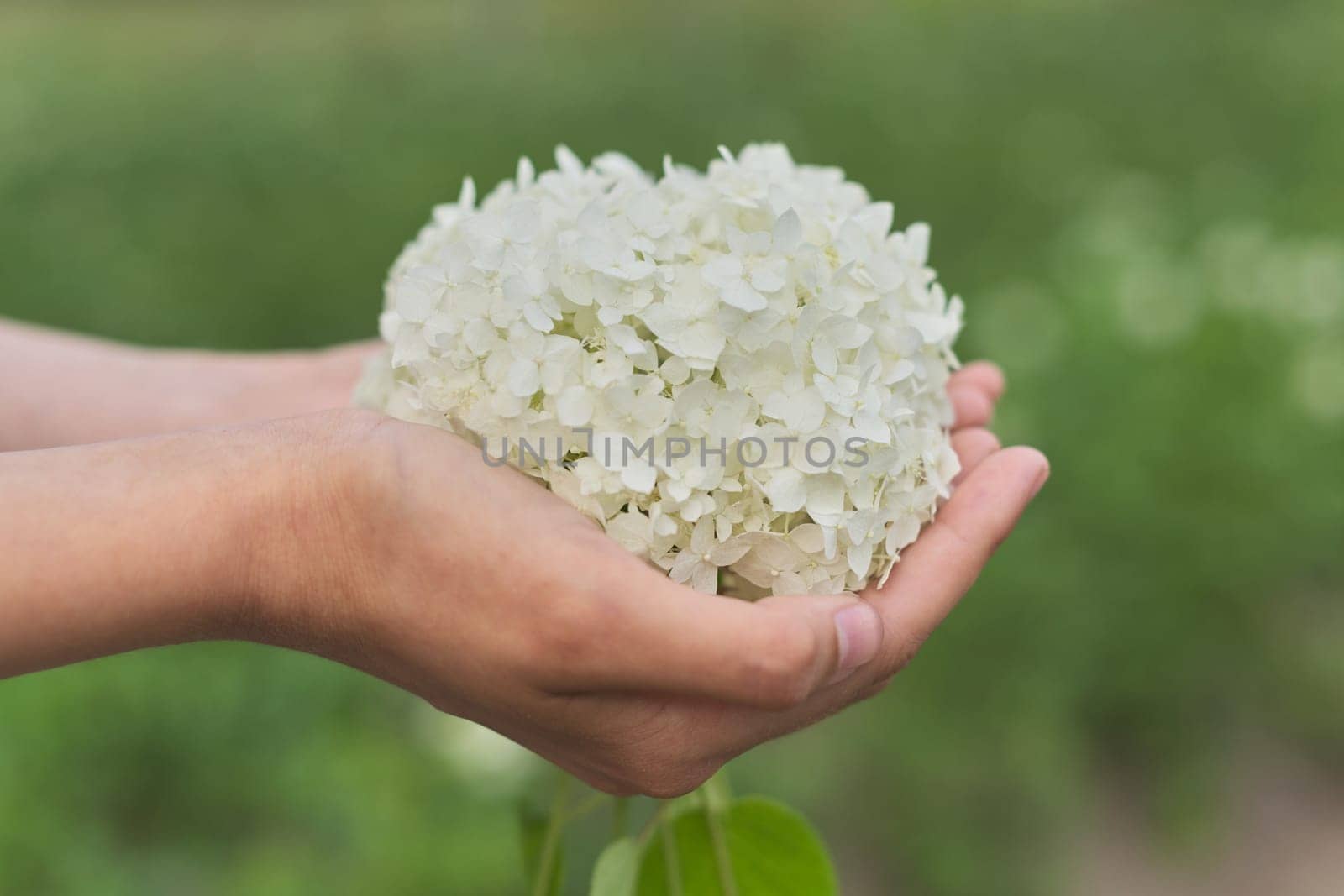 Female hand holding white hydrangea flower. Beauty, natural floral and herbal cosmetics and perfumes