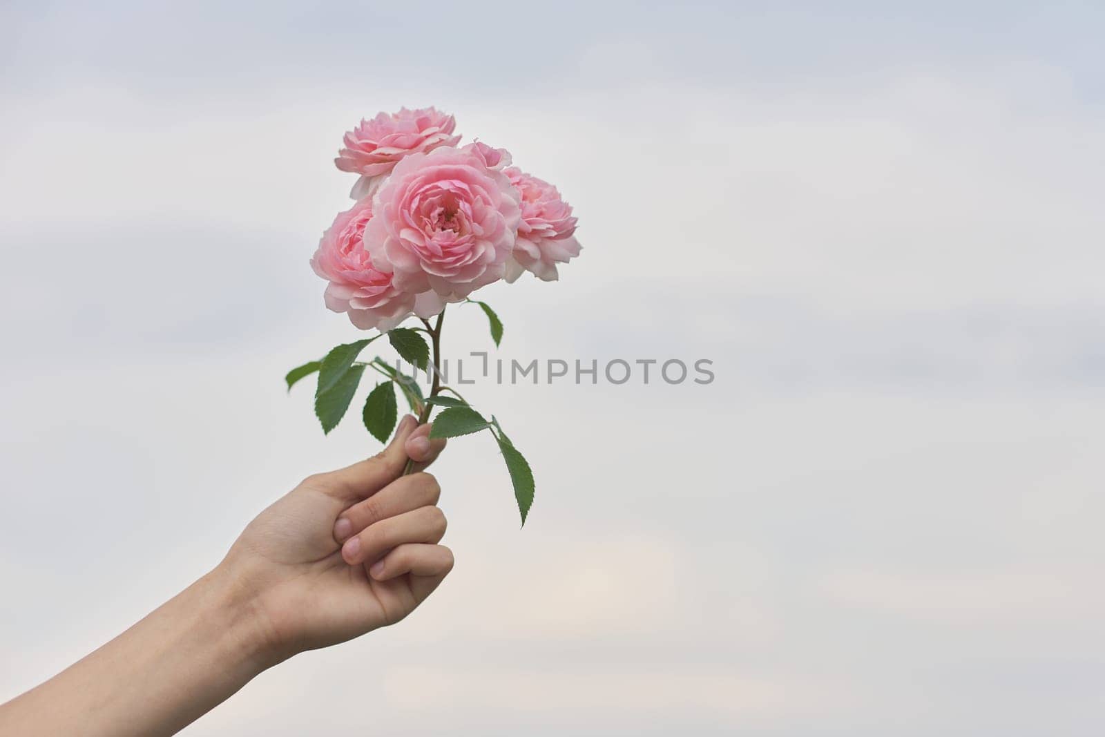 Female hand holding pink rose flower, background blue clear sky in clouds, copy space. Giving flower gift, holiday day