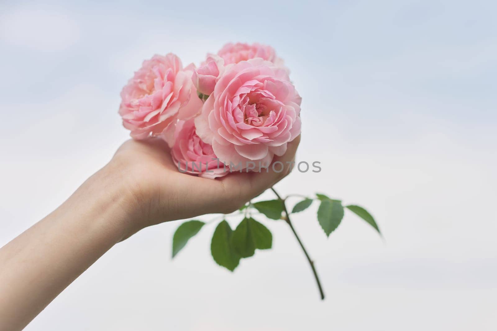 Female hand holding pink rose flower, background blue clear sky in clouds, copy space. Beauty, natural floral and herbal cosmetics and perfumes