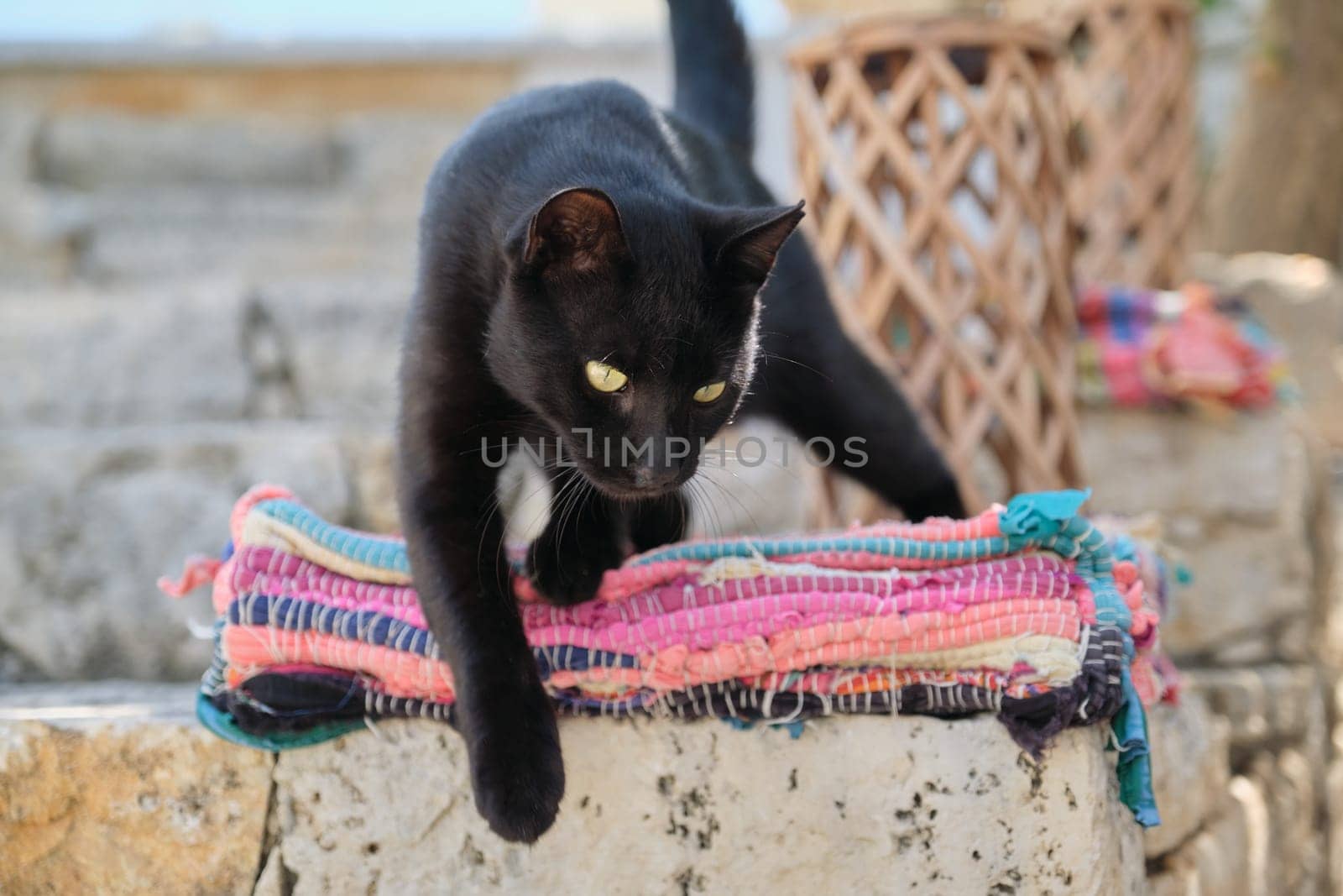 Beautiful adult black male cat with yellow eyes, outdoor.