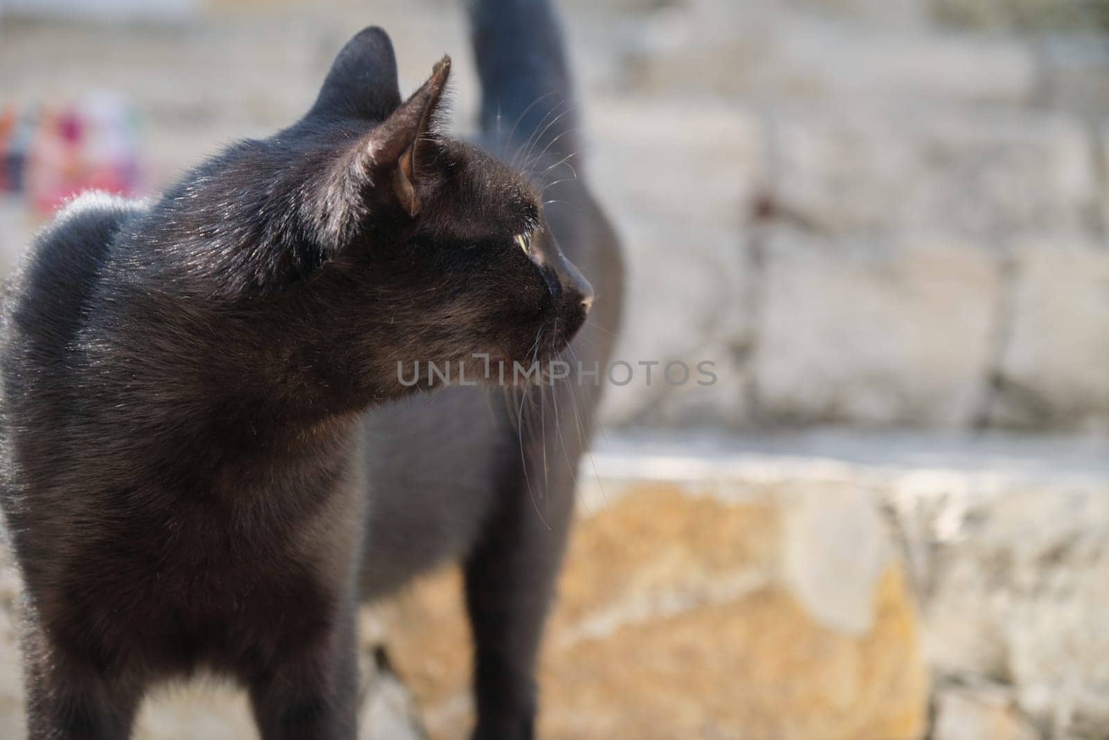 Beautiful adult black male cat, street predator with injured ear, copy space by VH-studio