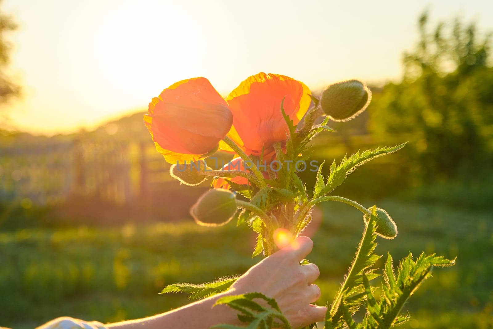 Bouquet of red poppies flowers in a female hand, background green nature sky sunset, golden hour