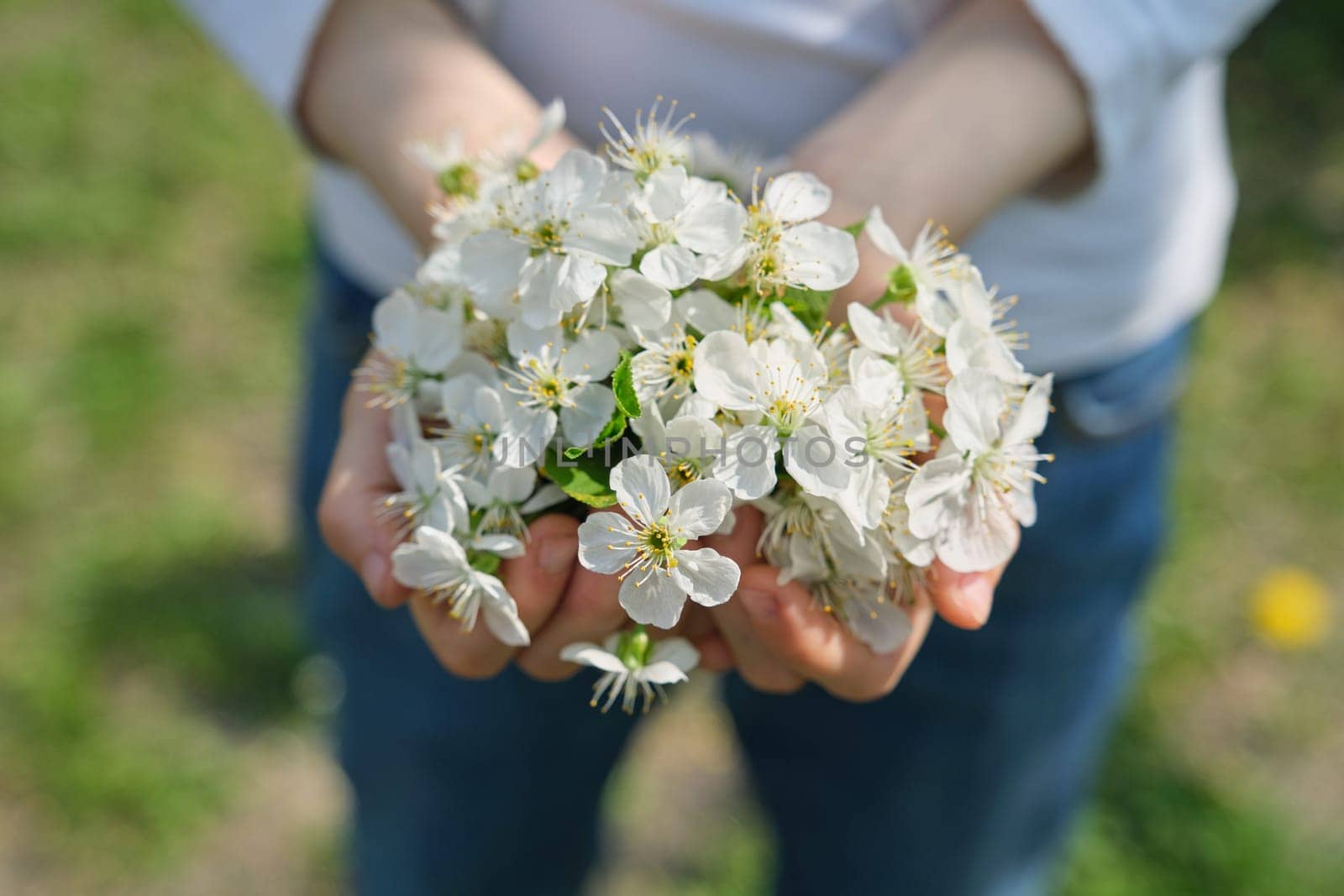 Blooming white cherry in hands of girl, close-up outdoor by VH-studio