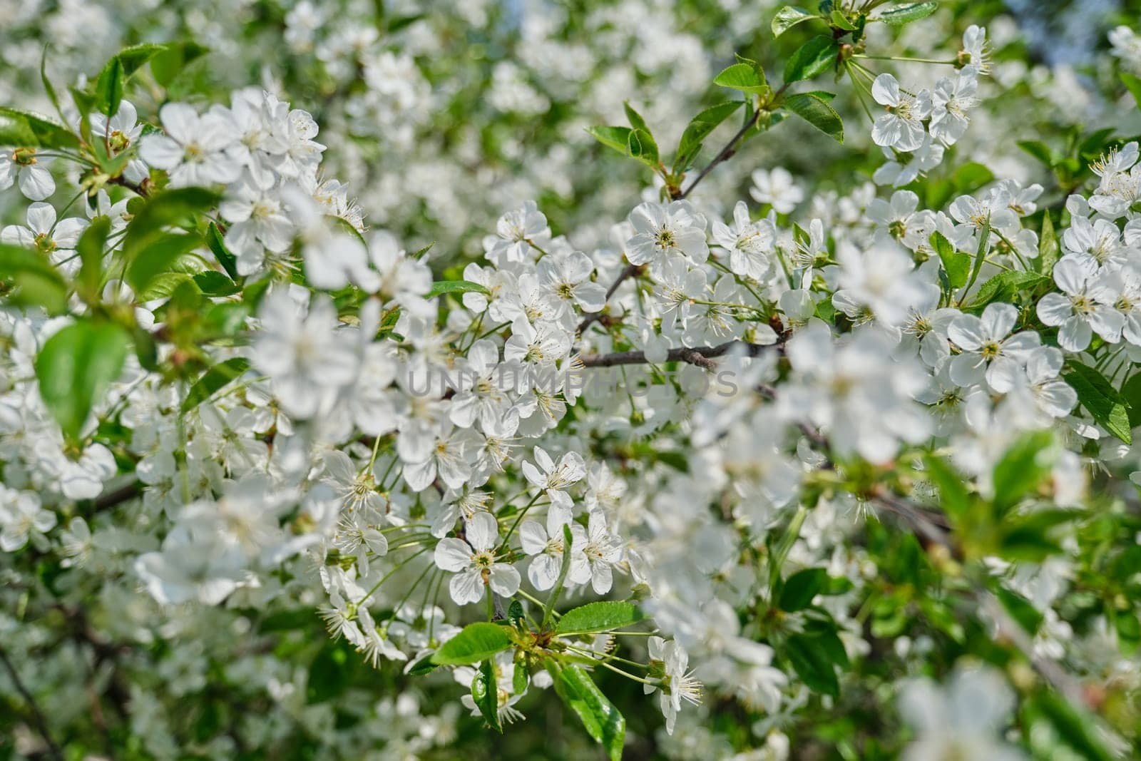Background image, spring flowering cherry tree, closeup of a branch with white flowers