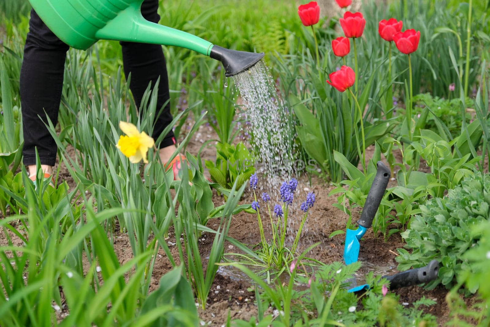 Springtime, spring seasonal gardening. Woman hands with garden tools working with soil and watering blue muscari flowers Grape Hyacinth with young green plants